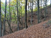 90 Sentiero in faggeta su tappeto di foglie 